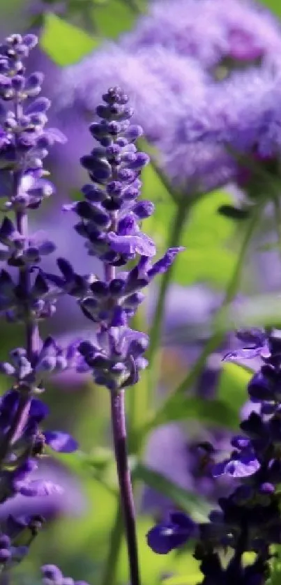 Vibrant purple flowers in natural greenery.