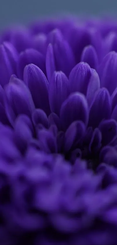 Close-up of a vibrant purple chrysanthemum flower highlighting detailed petals.