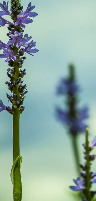 Close-up of a vibrant purple flower with a blurred background.