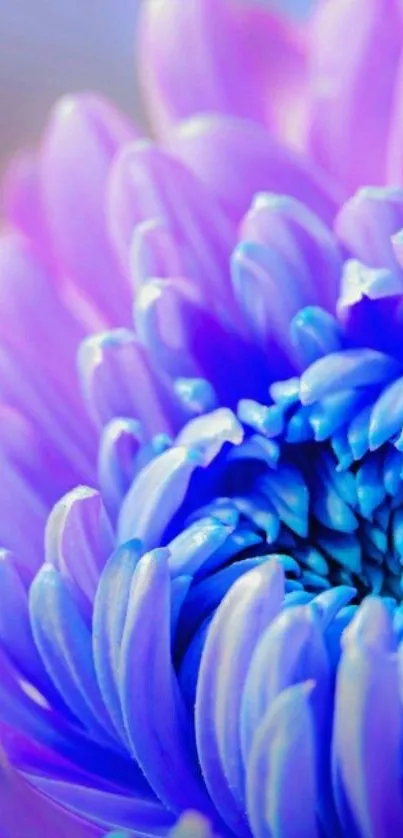 Close-up of a vibrant purple flower with detailed petals.