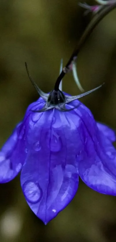 Purple flower with raindrops close-up on dark background.