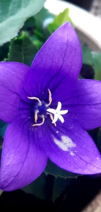 Close-up of a vibrant purple flower bloom.