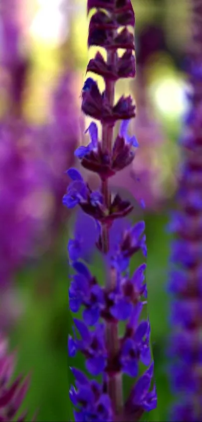 Vibrant purple flower in a serene garden setting, perfect for wallpaper.