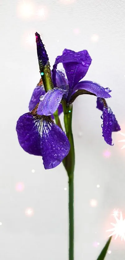 A vibrant purple iris with dewdrops against a white background.