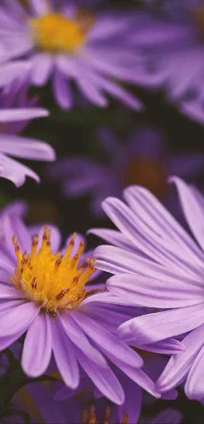 Close-up of vibrant purple flowers creating a stunning mobile wallpaper.