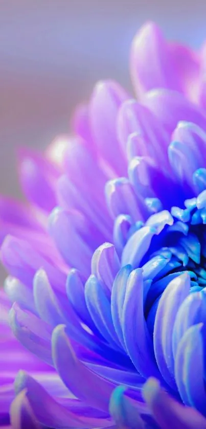 Vibrant purple and blue flower petals close-up.