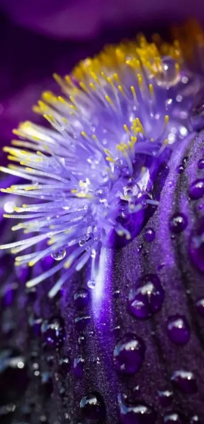 Close-up of a purple flower with dewdrops.