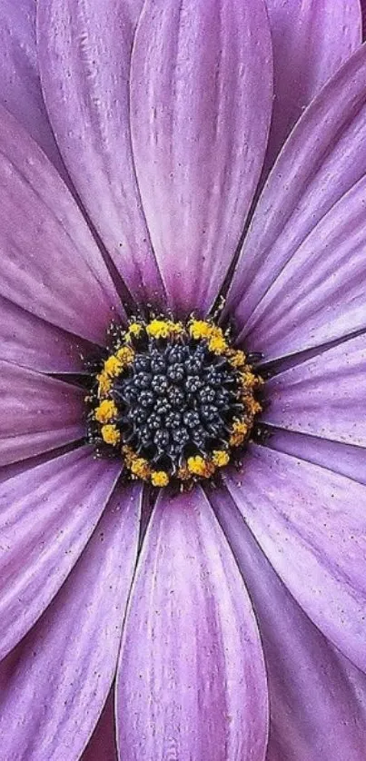 Close-up of a vibrant purple flower with detailed petals and a dark center.