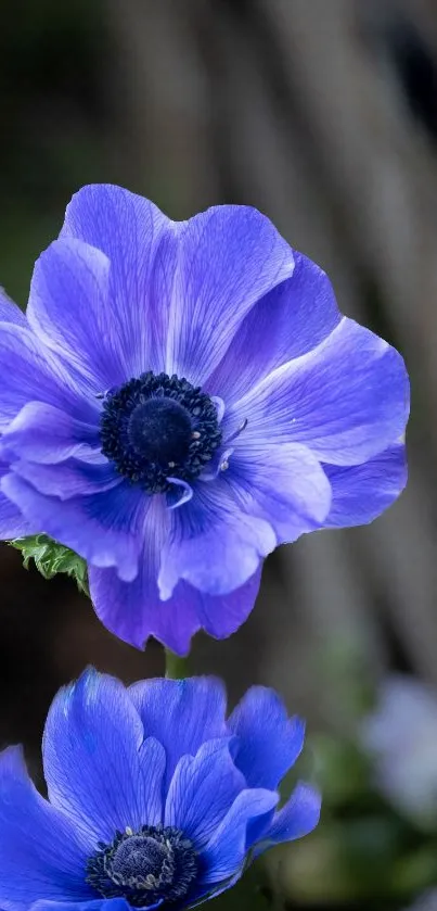 Close-up of vibrant purple flowers with intricate petals and rich colors.