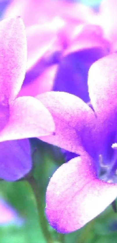 Vibrant purple flowers with lush green background.