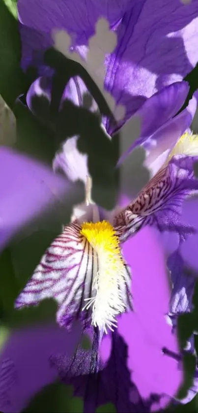 Purple flowers with lush green leaves in vibrant sunlight.