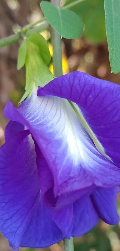 Close-up of a purple flower with green leaves.