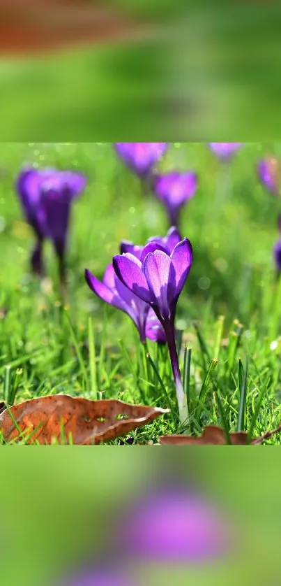 Beautiful purple flowers in green grass wallpaper.