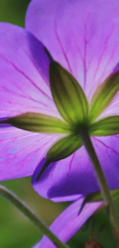 Close-up of a vibrant purple flower with green accents in a nature setting.