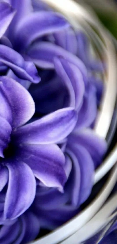 Close-up of a vibrant purple flower in a stylish phone wallpaper.