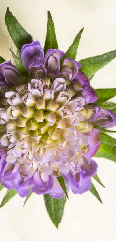 Vibrant purple flower with green leaves wallpaper.