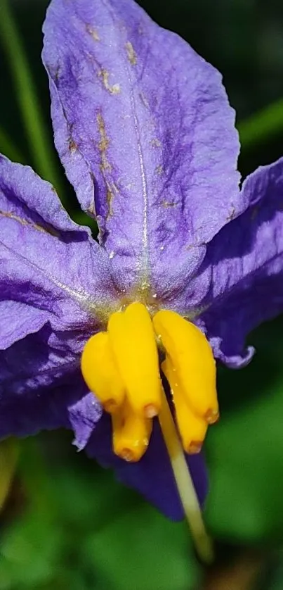 Close-up of a purple flower with yellow center and green leaves.