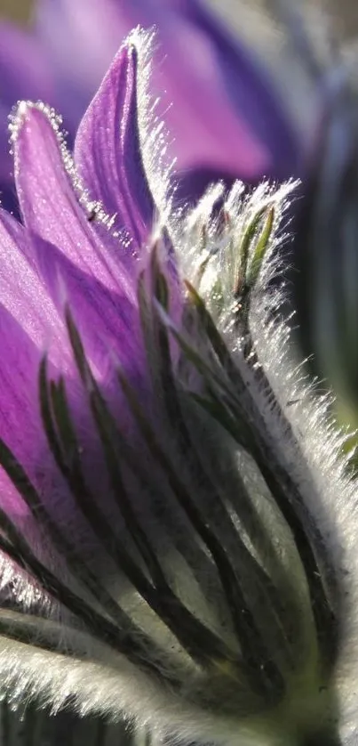 Closeup of a vibrant purple flower with detailed petals and natural texture.