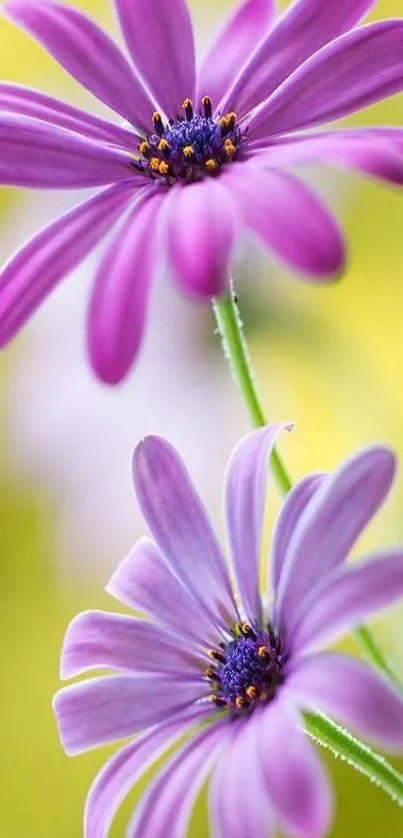 Close-up of two vibrant purple flowers with soft green background.