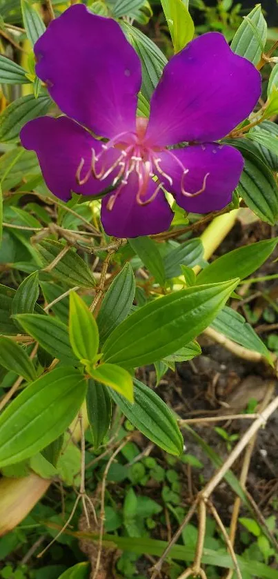 Vibrant purple flower with lush green leaves in nature setting.