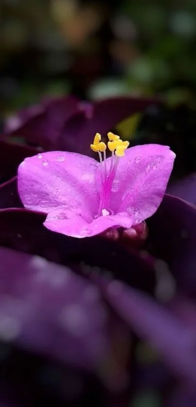 Close-up of a purple flower with vibrant petals.