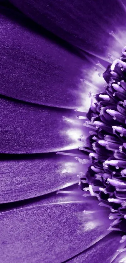 Vibrant purple flower petal closeup wallpaper.