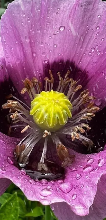 Purple flower with dewdrops and green leaves