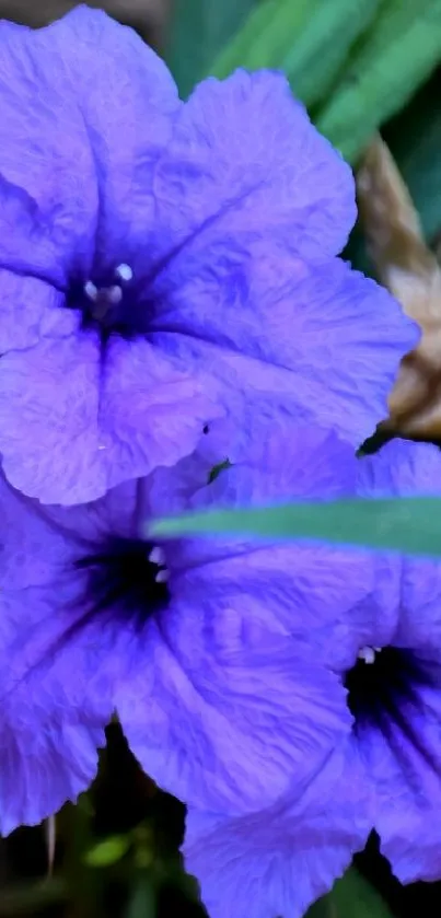 Vibrant purple flowers with green leaves.