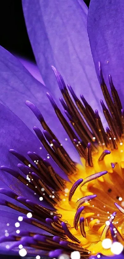 Close-up of a vibrant purple flower with bright orange center.