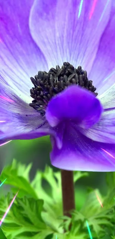 Vibrant purple flower with black center on green background wallpaper.