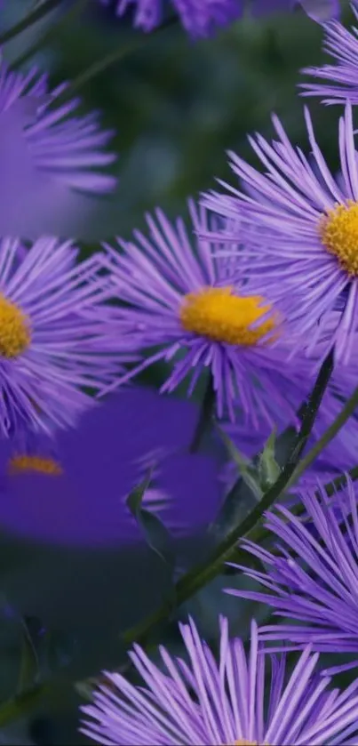 Purple asters with yellow centers in a vibrant and colorful mobile wallpaper.