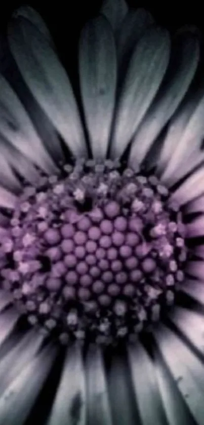 Close-up of a vibrant purple daisy flower wallpaper.