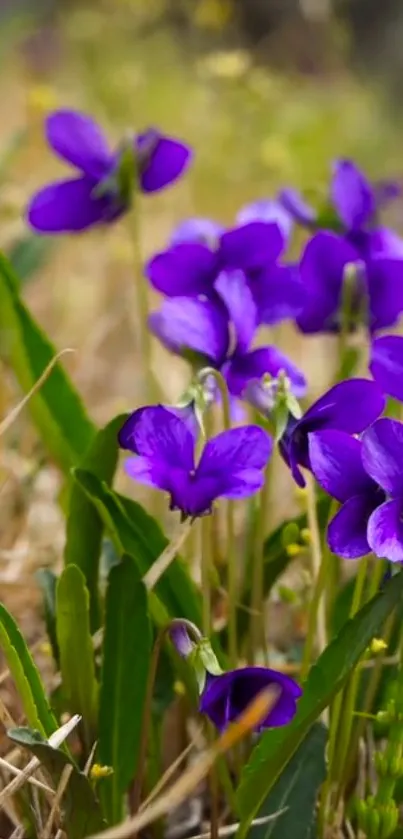 Purple flowers in vibrant bloom set against a natural background.