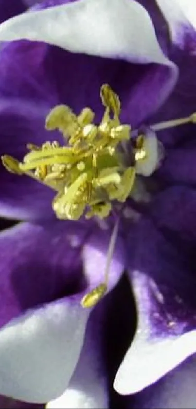 Purple flower with intricate yellow stamen on mobile wallpaper