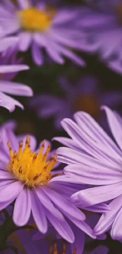 Beautiful close-up of purple daisies in bloom, showcasing vibrant colors and details.