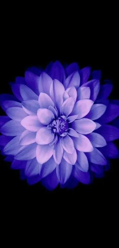 Vibrant purple flower on black background wallpaper.