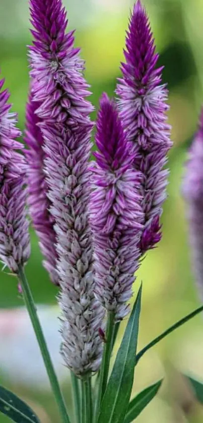 Close-up of vibrant purple flowers against a green background.