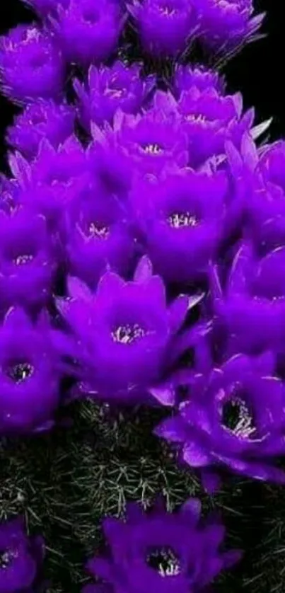 Vibrant purple flower wallpaper with lush green stems.