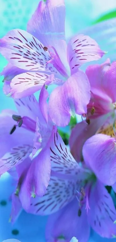 Lavender flowers with soft blue background