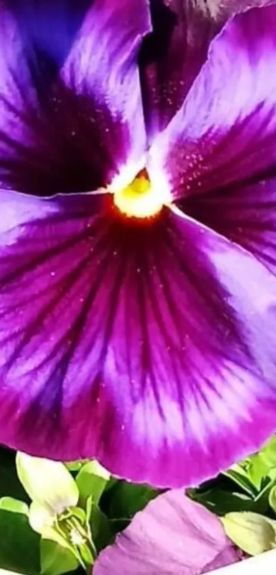 Vivid purple pansy flower close-up with intricate petal details.