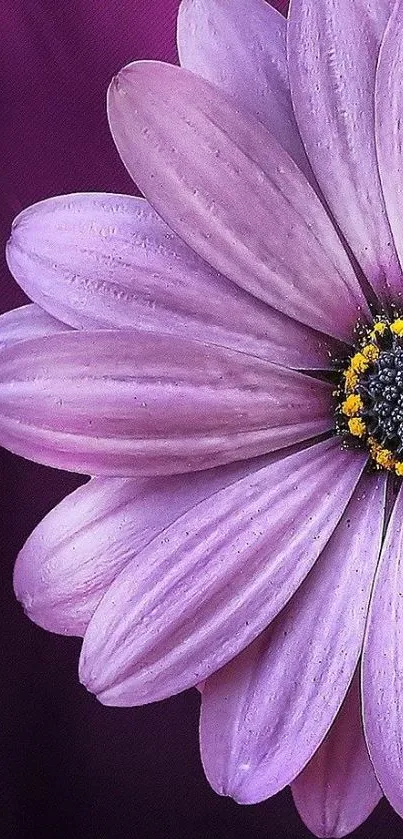 Close-up of a vibrant purple flower with detailed petals.