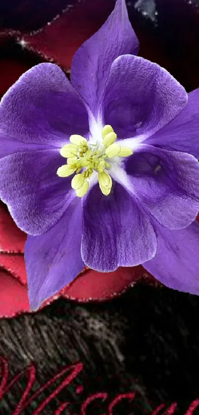 Purple flower bloom on dark background, capturing nature's elegance.