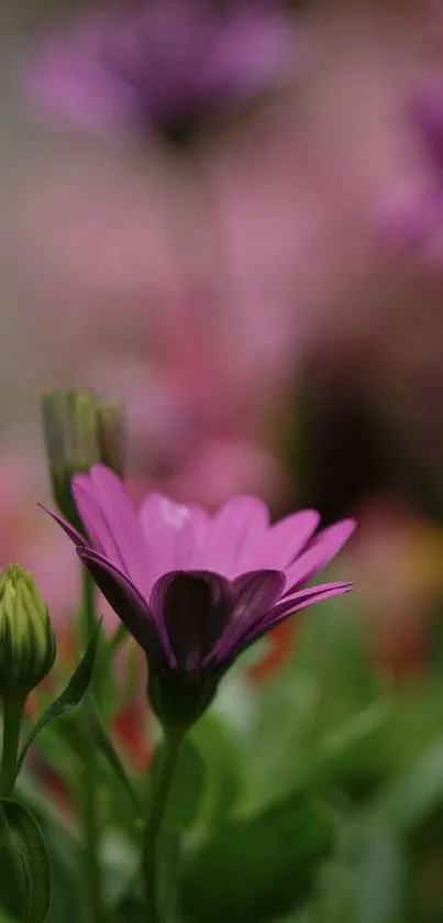 Close-up of a vibrant purple flower with blurred green and pink background.