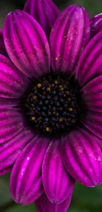 Close-up of a vibrant purple flower in full bloom, highlighting its intricate petal details.