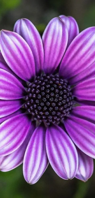 Close-up of a vibrant purple flower blossom.