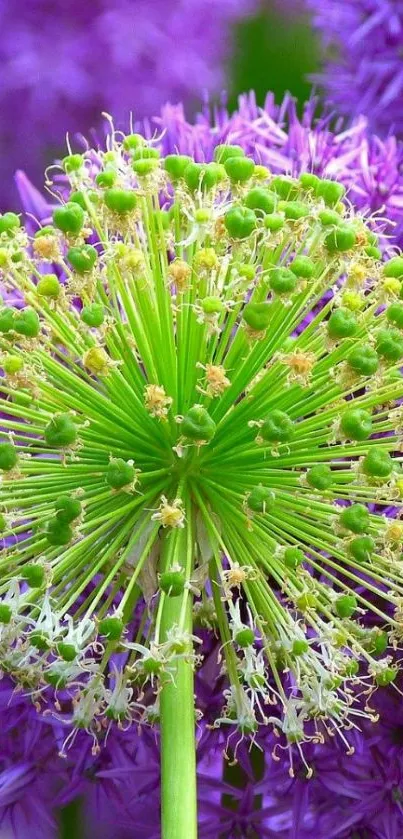 A vibrant purple allium flower close-up.