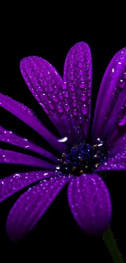 Purple flower with dewdrops on dark background.