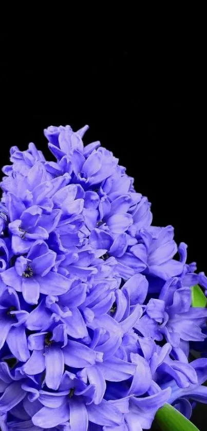 Vibrant purple flower against a black background.