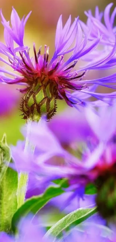 Vibrant purple flower in bloom with lush green leaves.