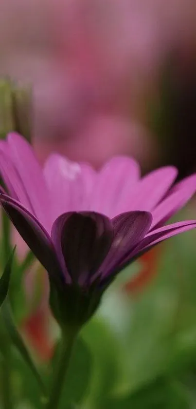 Close-up of a purple flower with green leaves and a blurred background.